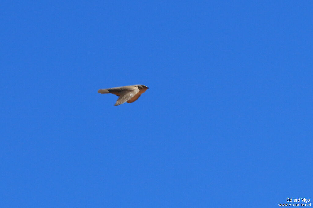 Pale Crag Martinadult, Flight