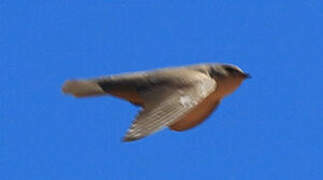 Pale Crag Martin