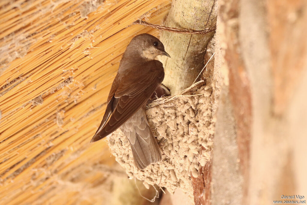Large Rock Martinadult, Reproduction-nesting