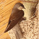 Hirondelle isabelline