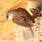 Hirondelle isabelline