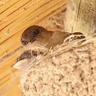 Hirondelle isabelline