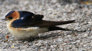 Red-rumped Swallow