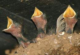 Barn Swallow