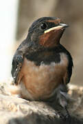 Barn Swallow