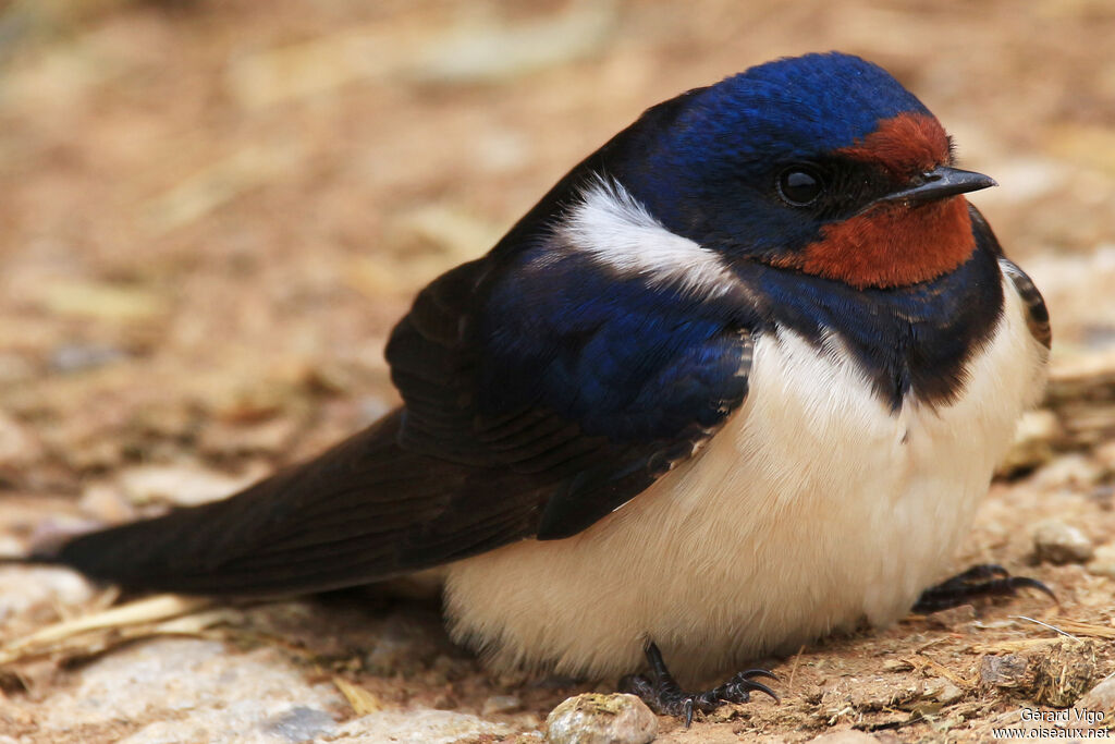 Hirondelle rustiqueadulte, Comportement