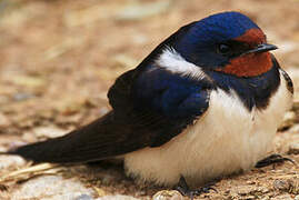 Barn Swallow