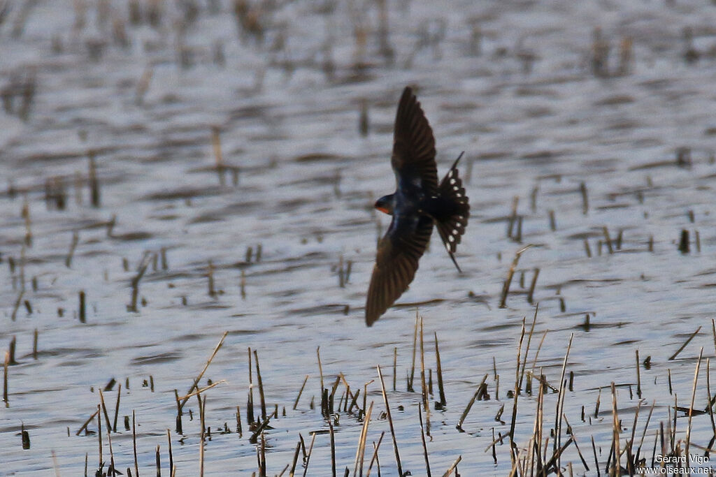 Barn Swallowadult, Flight