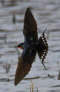 Barn Swallow