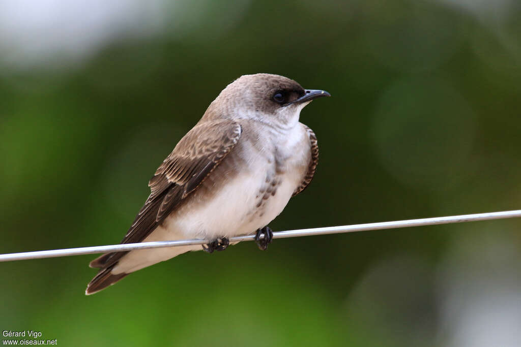 Brown-chested Martinadult