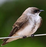 Brown-chested Martin