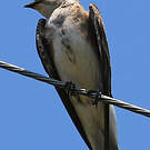 Hirondelle tapère