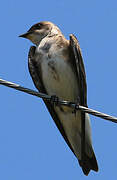 Brown-chested Martin