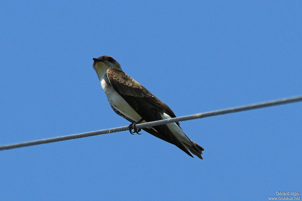 Brown-chested Martinadult