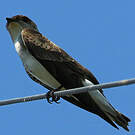Hirondelle tapère