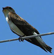 Brown-chested Martin