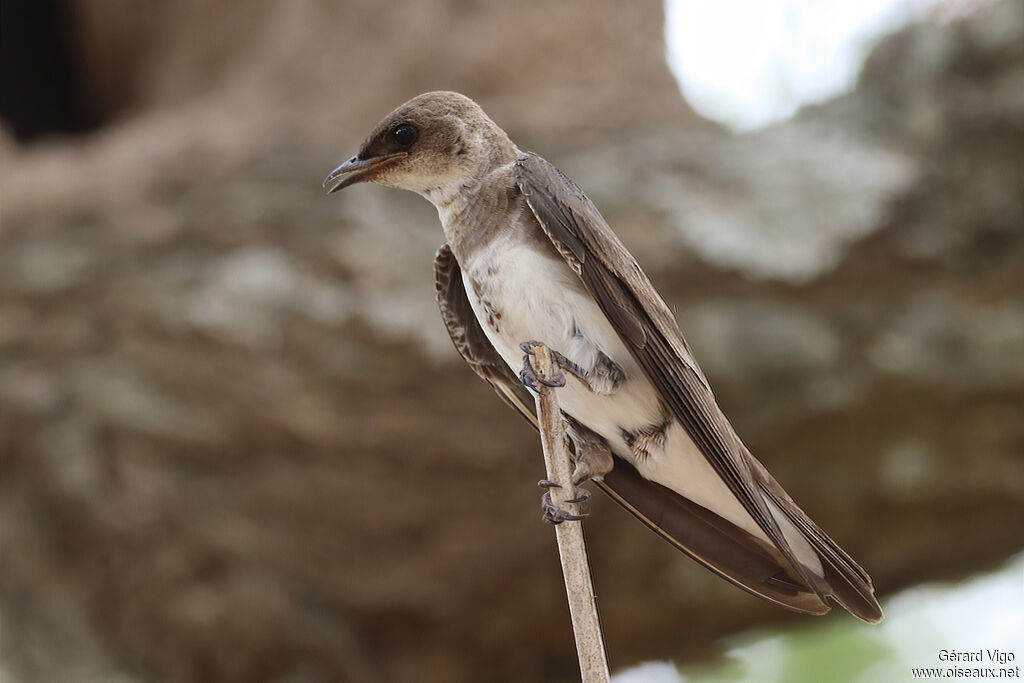 Brown-chested Martinadult