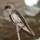Hirondelle tapère