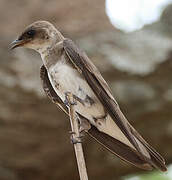 Brown-chested Martin