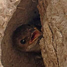 Hirondelle tapère