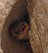 Brown-chested Martin