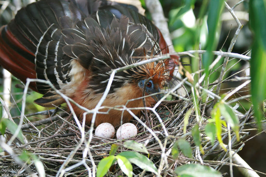 Hoatzin female adult, Reproduction-nesting