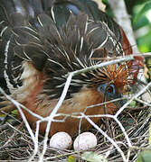 Hoatzin