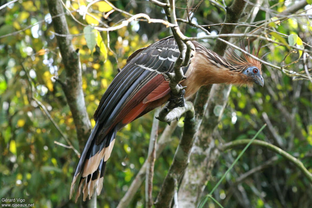 Hoazin huppé mâle adulte, identification