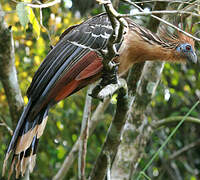 Hoatzin