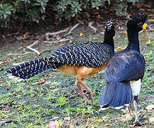 Bare-faced Curassow