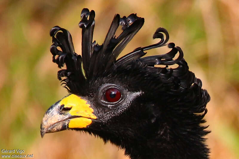Bare-faced Curassow male adult, close-up portrait