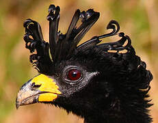 Bare-faced Curassow