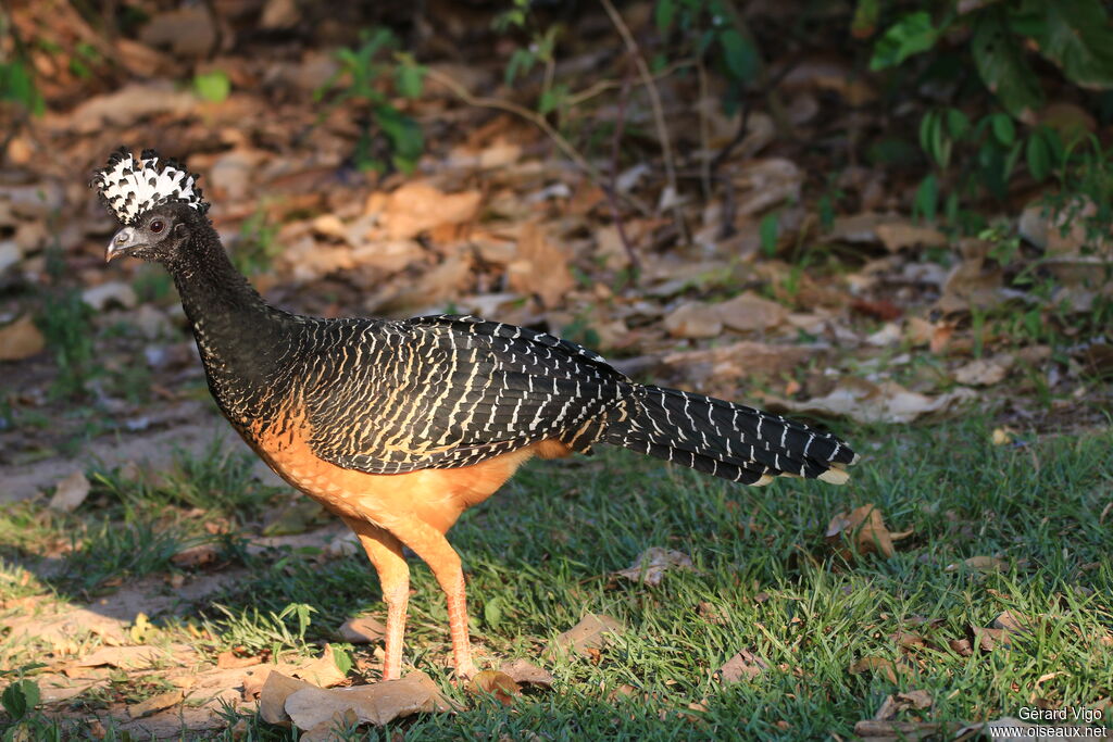 Bare-faced Curassow female adult