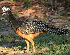 Bare-faced Curassow