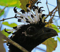 Bare-faced Curassow