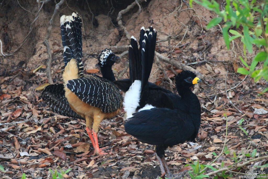 Bare-faced Curassowadult, Behaviour