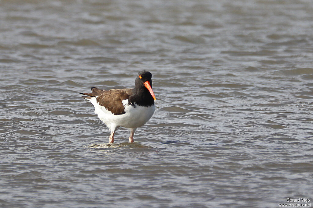 Huîtrier d'Amérique