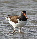 Huîtrier d'Amérique