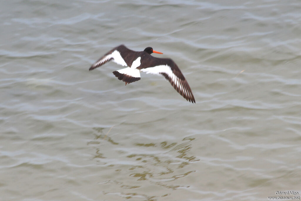 Eurasian Oystercatcheradult, Flight