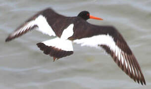 Eurasian Oystercatcher