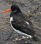 Eurasian Oystercatcher