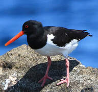 Eurasian Oystercatcher