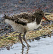 Eurasian Oystercatcher