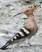 Eurasian Hoopoe