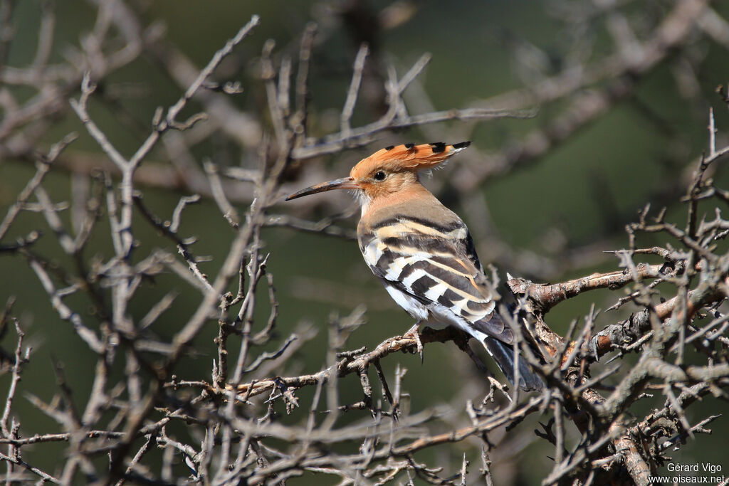 Eurasian Hoopoeadult