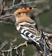 Eurasian Hoopoe