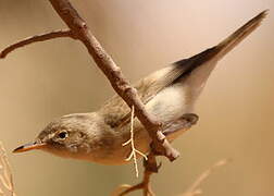 Western Olivaceous Warbler