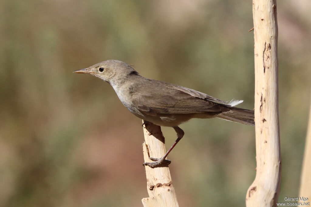 Eastern Olivaceous Warbleradult