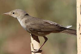 Eastern Olivaceous Warbler