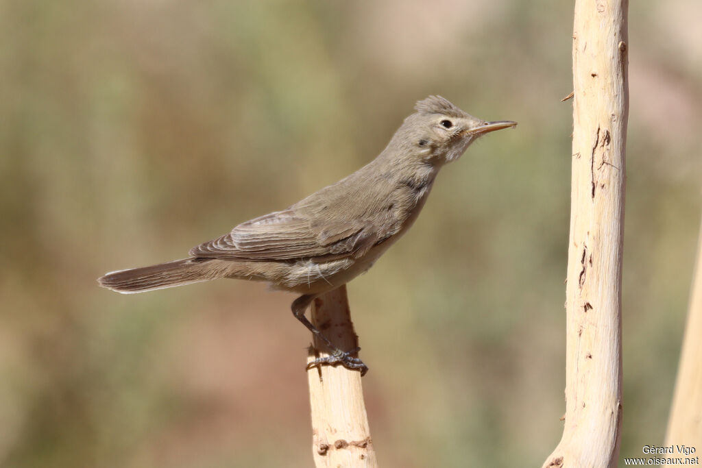 Eastern Olivaceous Warbleradult